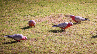 Birds eating grass seed