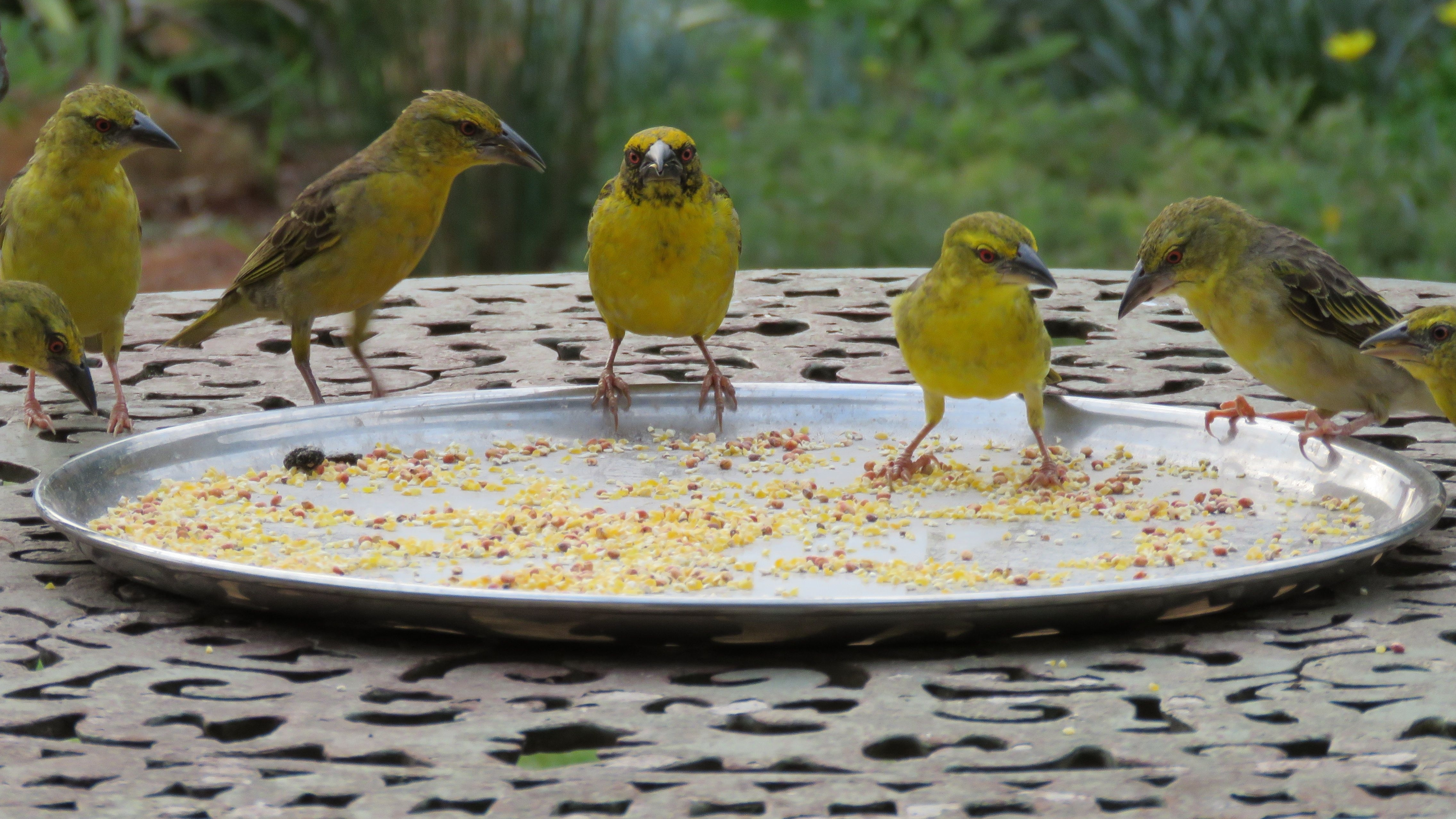 Birds eating from feeding tray