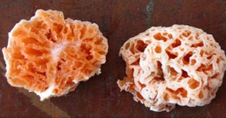 A funky new mushroom species "lives in the rain forest, under a tree," and researchers say it's nearly as strange as its SpongeBob SquarePants namesake. Shaped like a sea sponge, the bright orange (and sometimes purple) mushroom, Spongiforma squarepantsii, was discovered in the forests of Sarawak, Malaysia, on the island of Borneo.