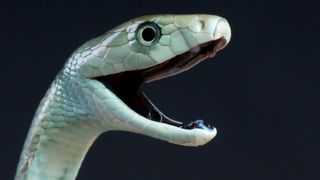 close up of a black mamba with its mouth open on a black background