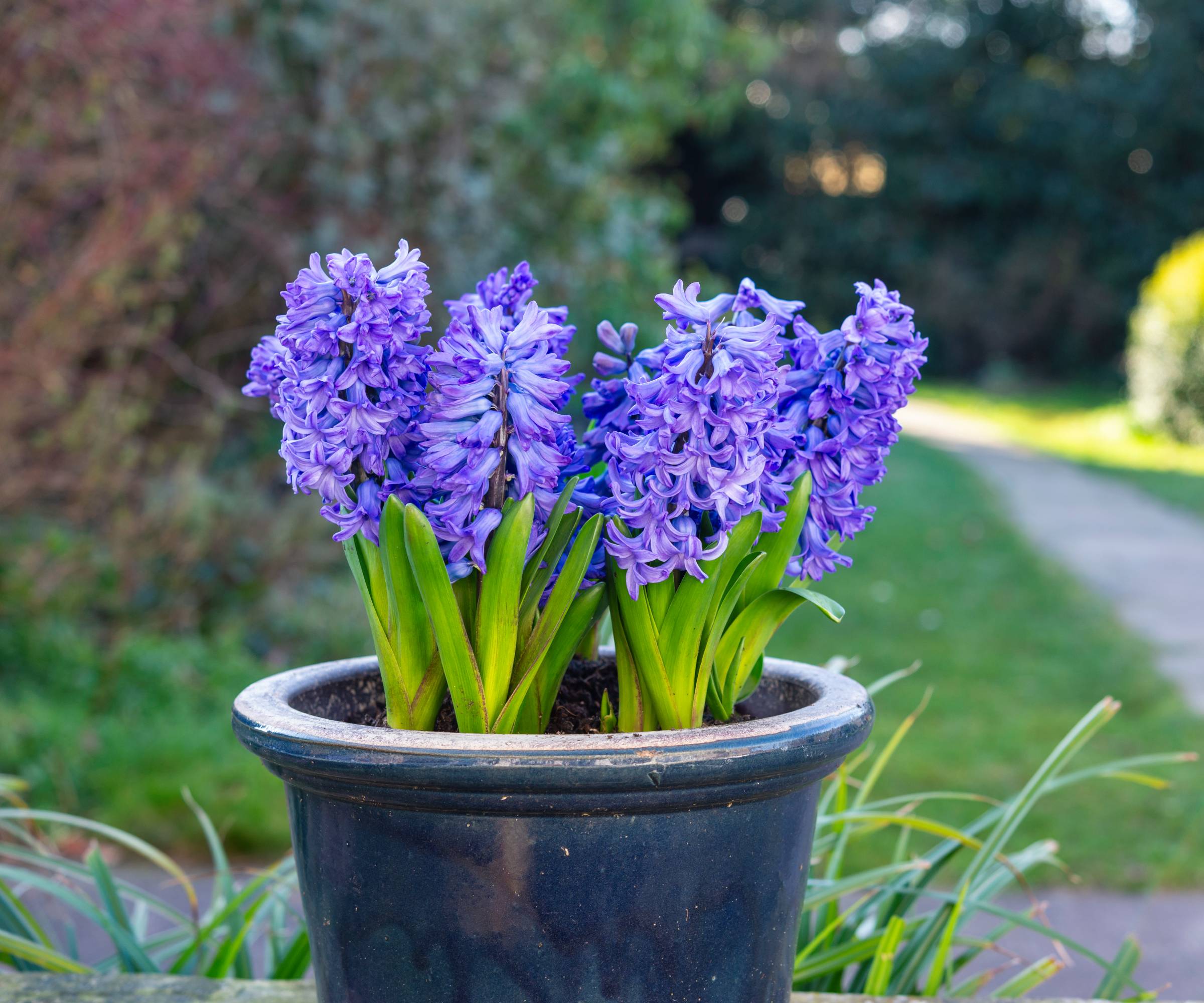 Blue hyacinths growing in a container