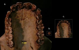 The newfound ape species was tiny, according to its tiny teeth (b), much smaller than a modern chimpanzee, whose jaw is shown (a). When scaled down to fit the size of the newfound ape, the chimpanzee jaw would be super tiny (c).