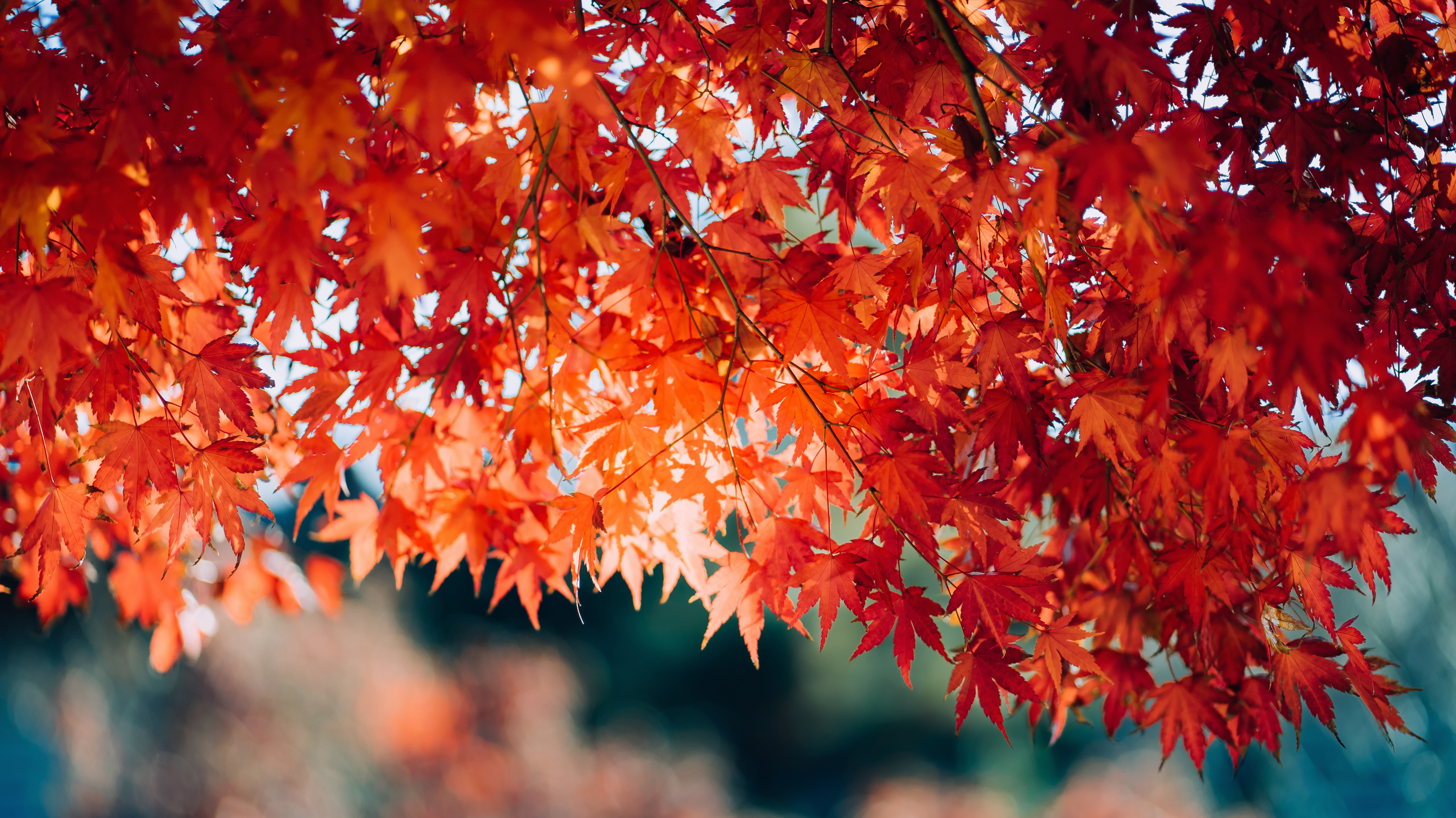 red maple leaves in sunlight - d3sign - GettyImages-1428609847