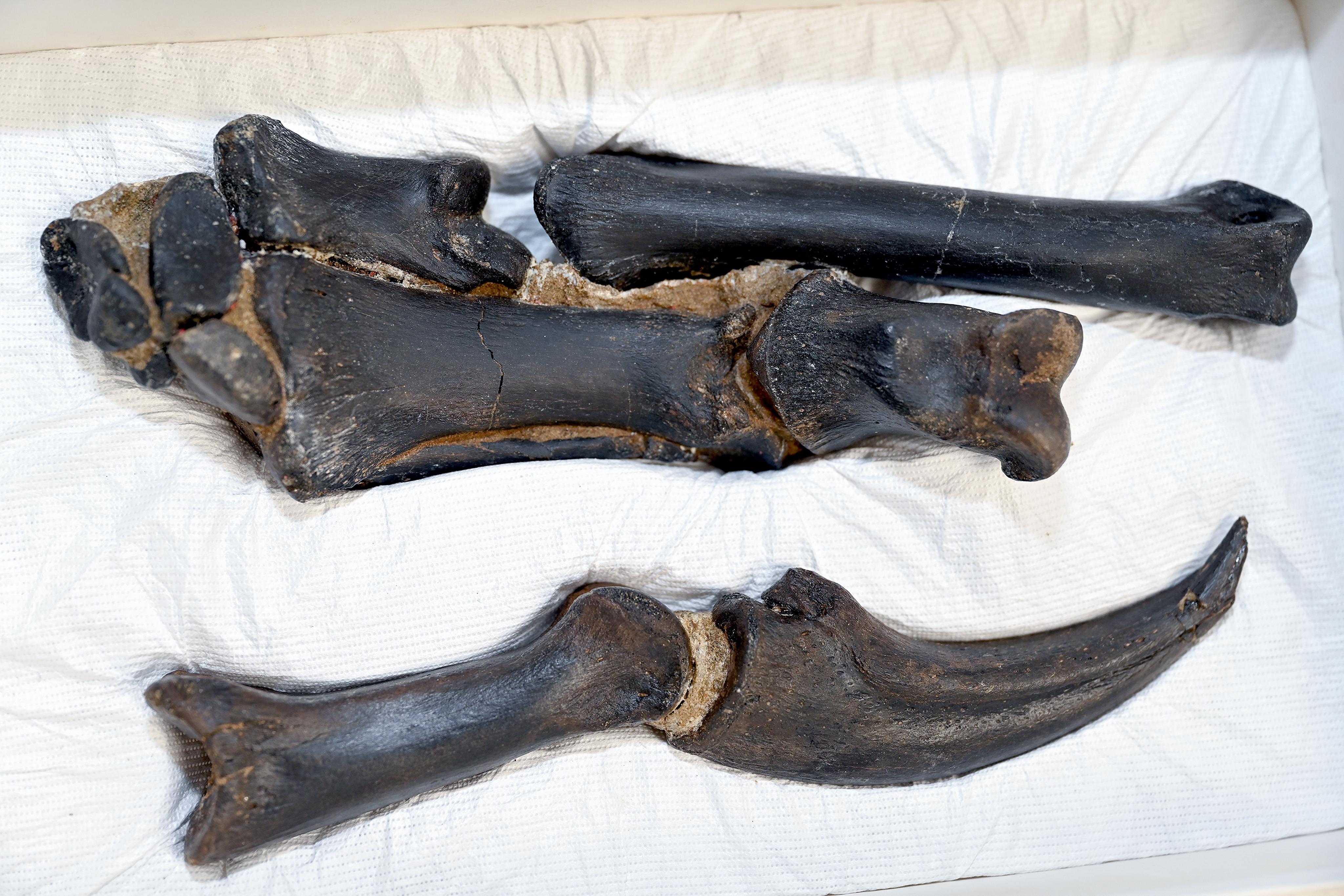 Arm and hand bone of Nanotyrannus. It has a very sharp claw.