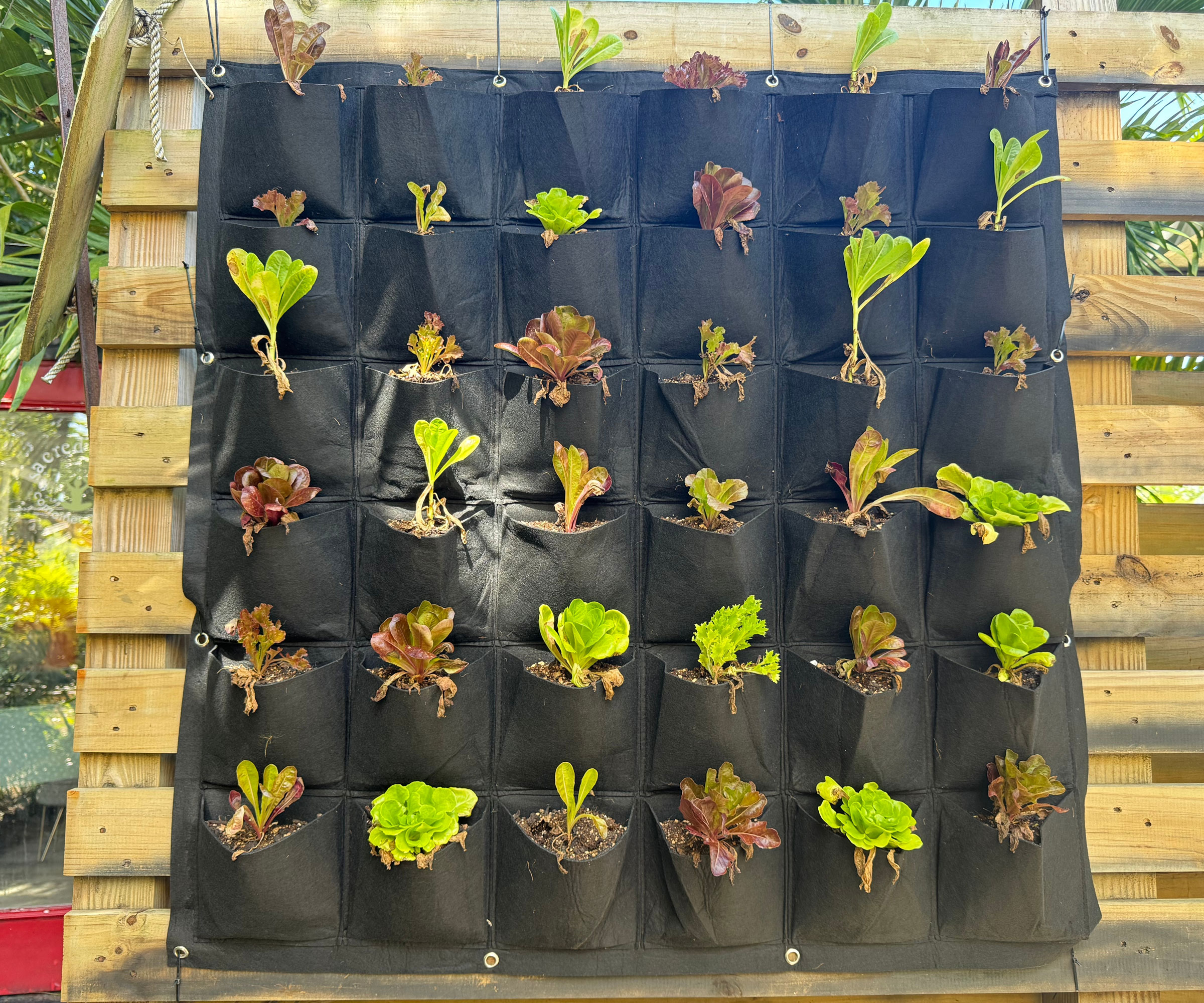 herbs growing in fabric container on balcony