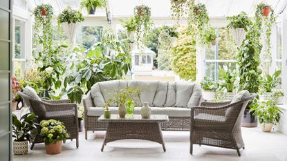 conservatory filled with plants, furniture and coffee table