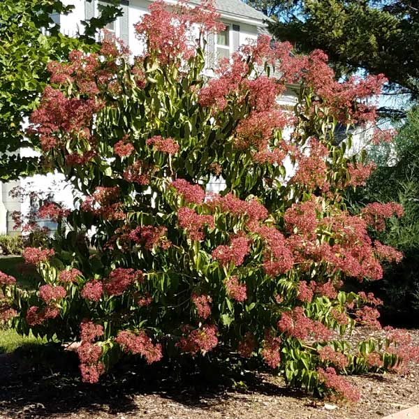 Nature Hills, Tianshan&amp;reg; Seven - Son Flower