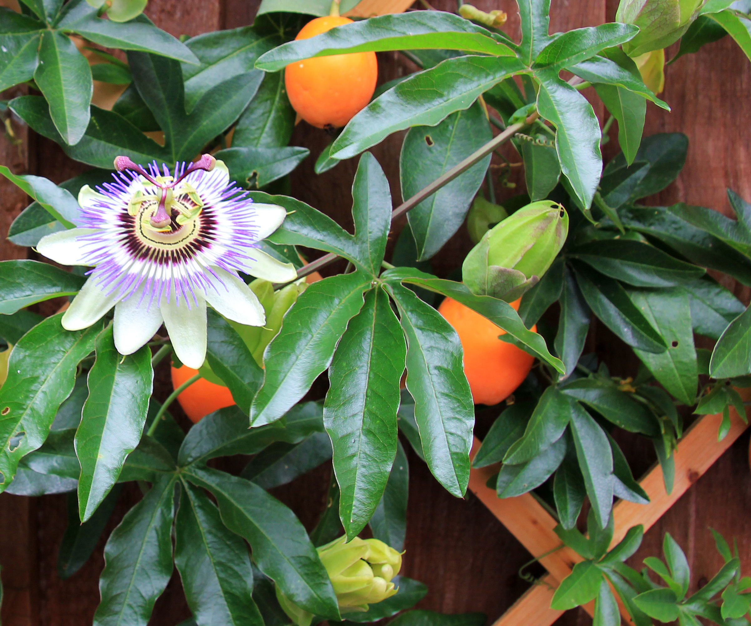 passion flower plant growing up trellis with flower and fruit