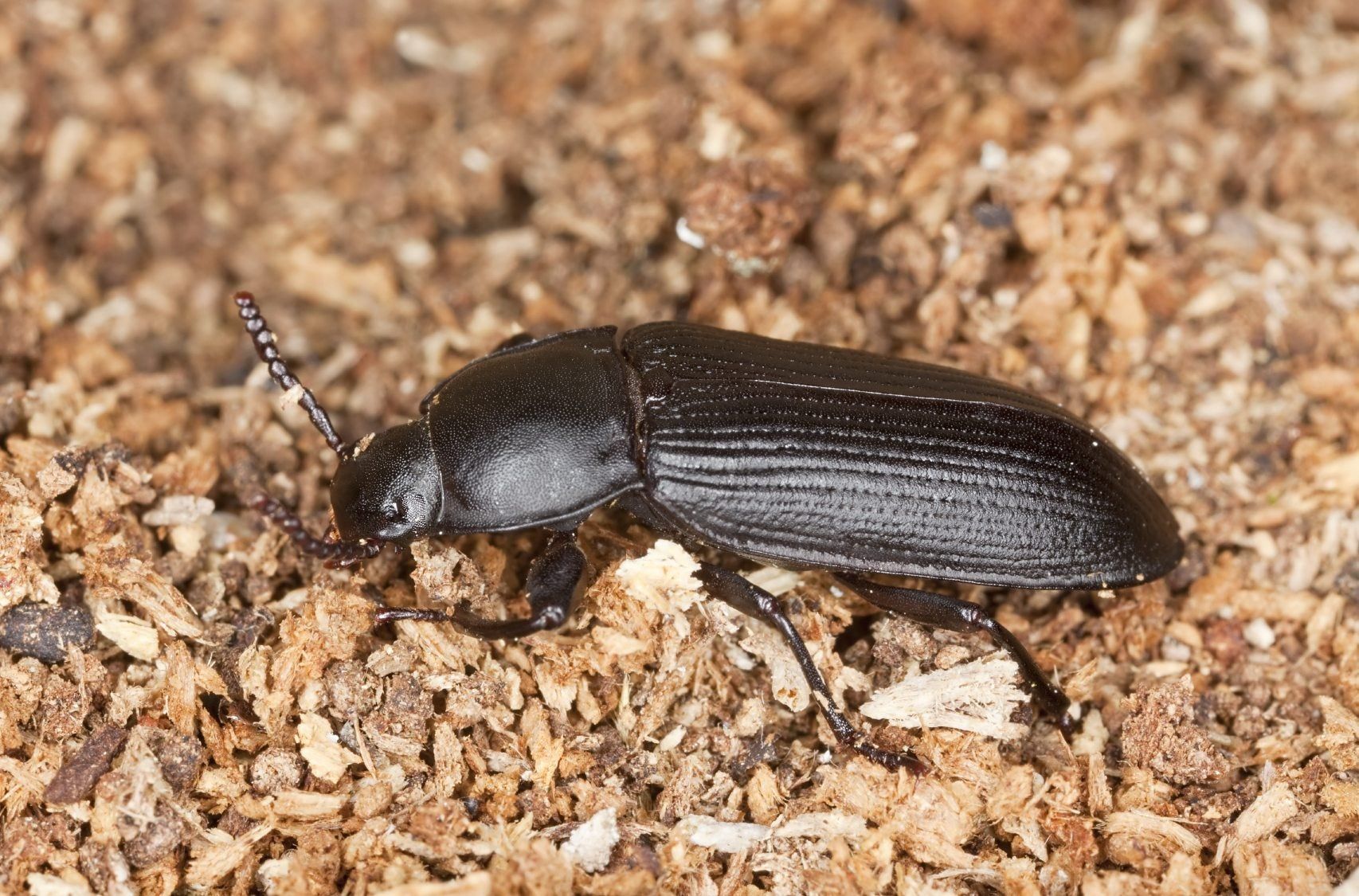 How Big Are Darkling Beetles
