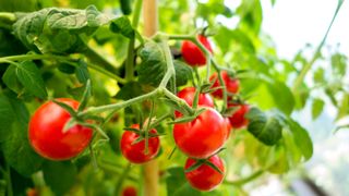 tomatoes on a plant