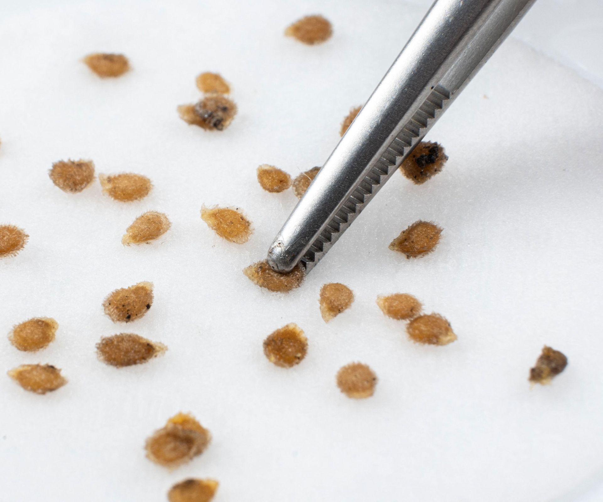 tomato seeds on white background with one being grabbed with tweezers