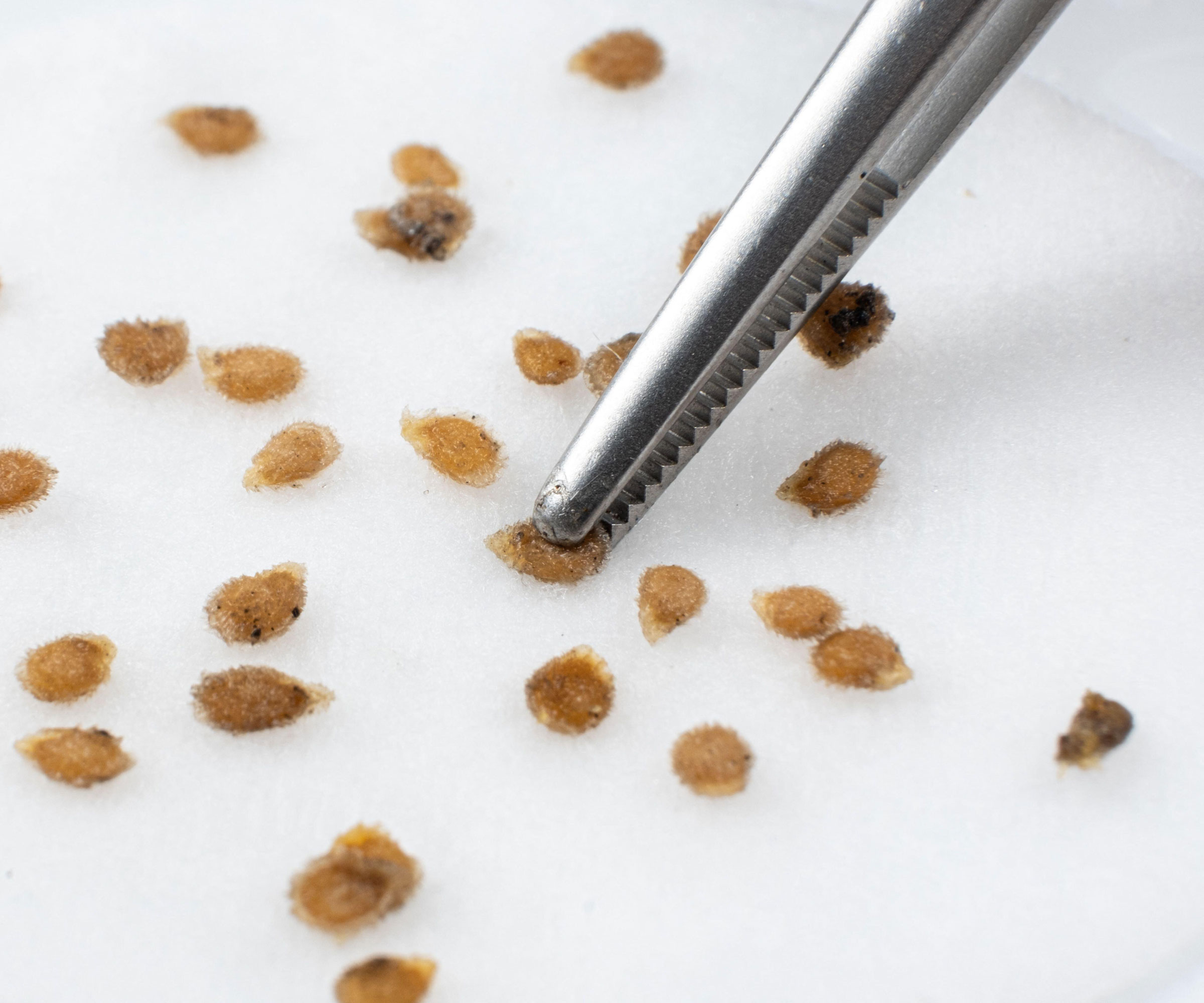 tomato seeds on white background with one being grabbed with tweezers
