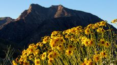 yellow flowers