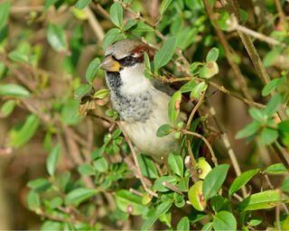 A house sparrow sitting in a hedge