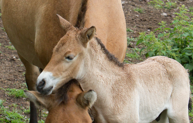 Rare foal finds his feet at Port Lympne Reserve c Dave Rolfe2
