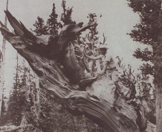 black and white photo showing Donald Currey with Prometheus, a 4,900-year-old bristlecone pine.