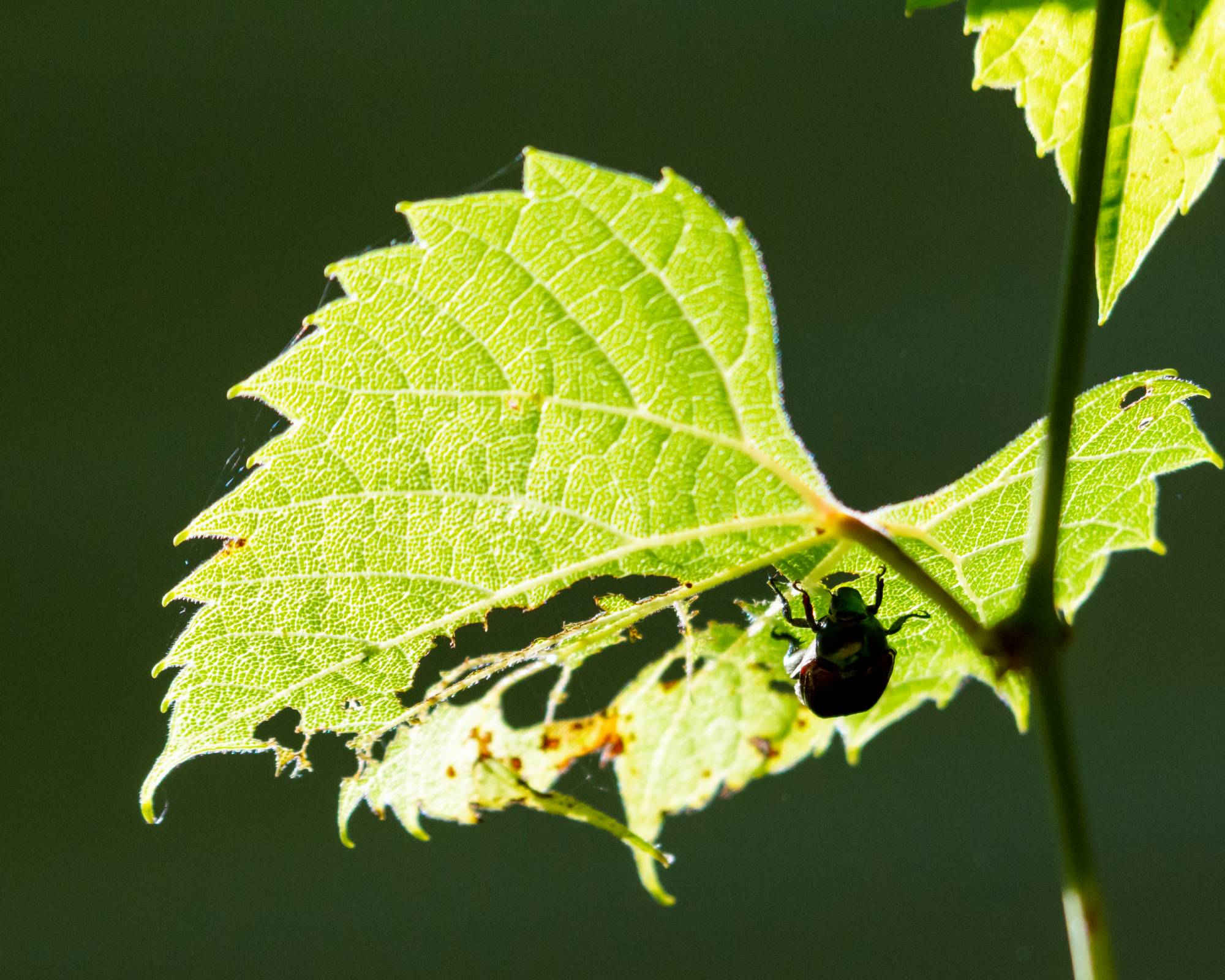 Japanese beetle eating grape leaf