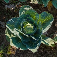 Cabbage growing in garden