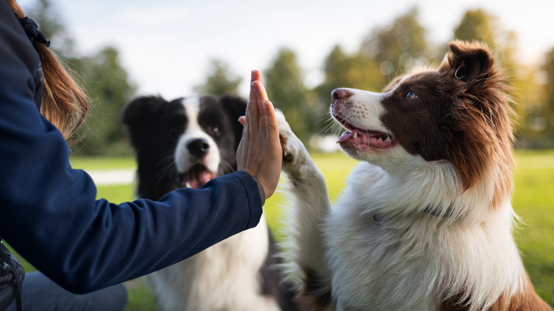 Dog learning high five command