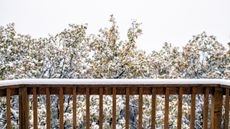 Winter scene from a Colorado wooden balcony in the Rocky Mountains with snow covering leaves and cloudy white sky