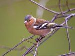 Chaffinch