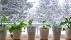 Indoor plants in winter with snow outside