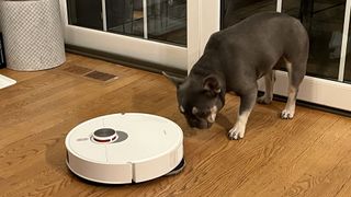 Xiaomi X20 Pro robot vacuum being inspected by a French Bulldog