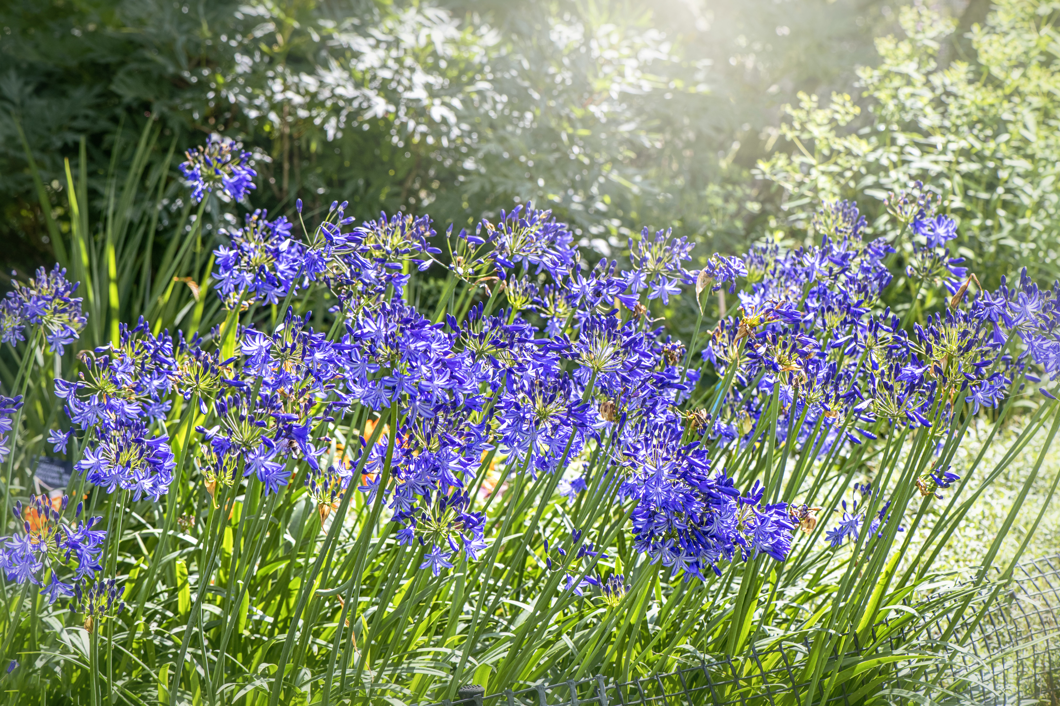 Agapanthus summer flowers also known as the African Lily