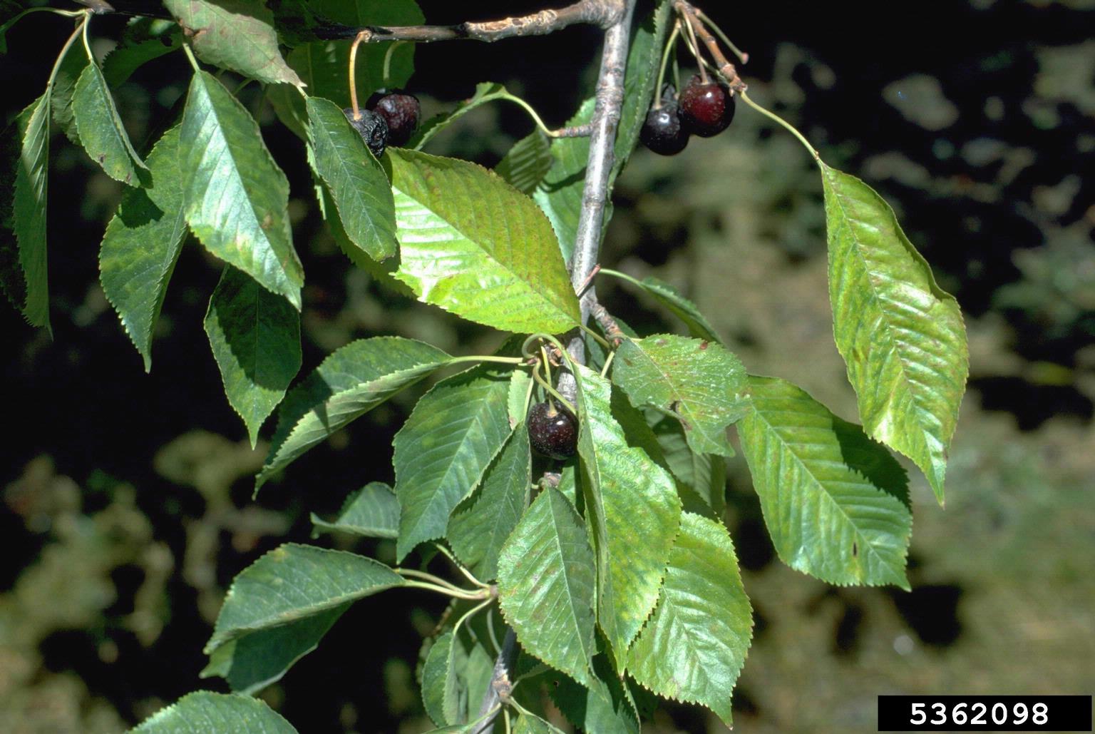 Necrotic Rusty Mottle Symptoms How To Treat A Cherry Tree With