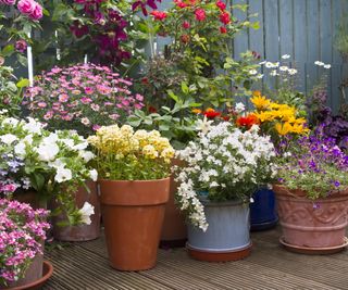 Container plants for pollinators