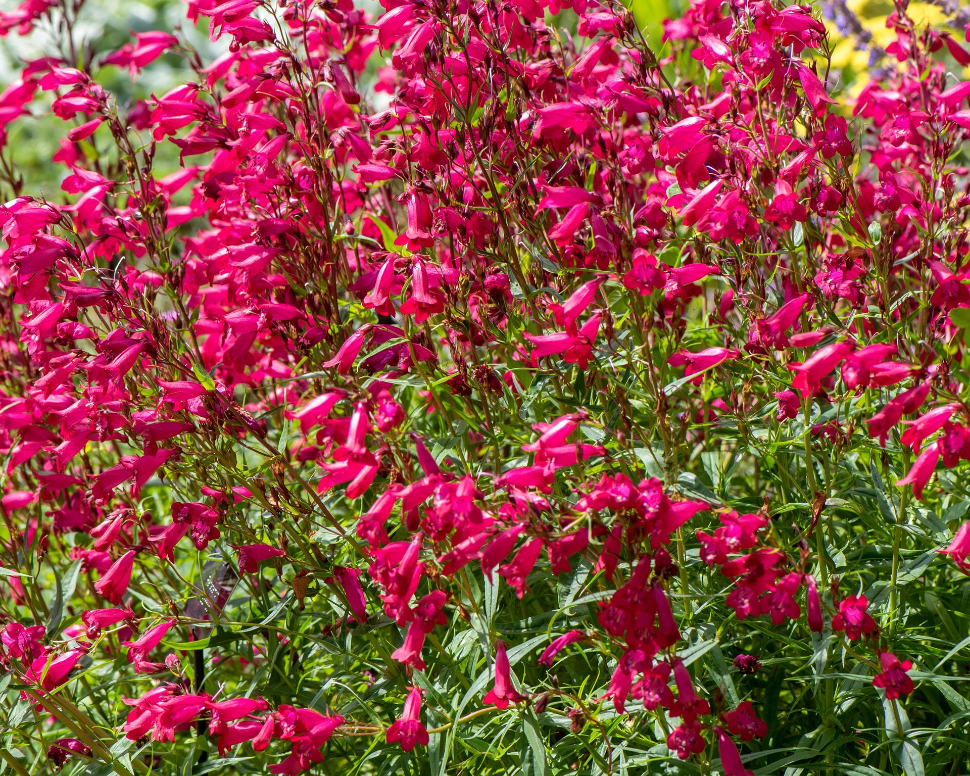 scarlet sage or salvia splendens