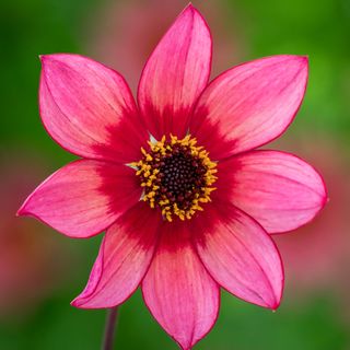 Pink Dahlia 'Lou Farman' flower growing in garden