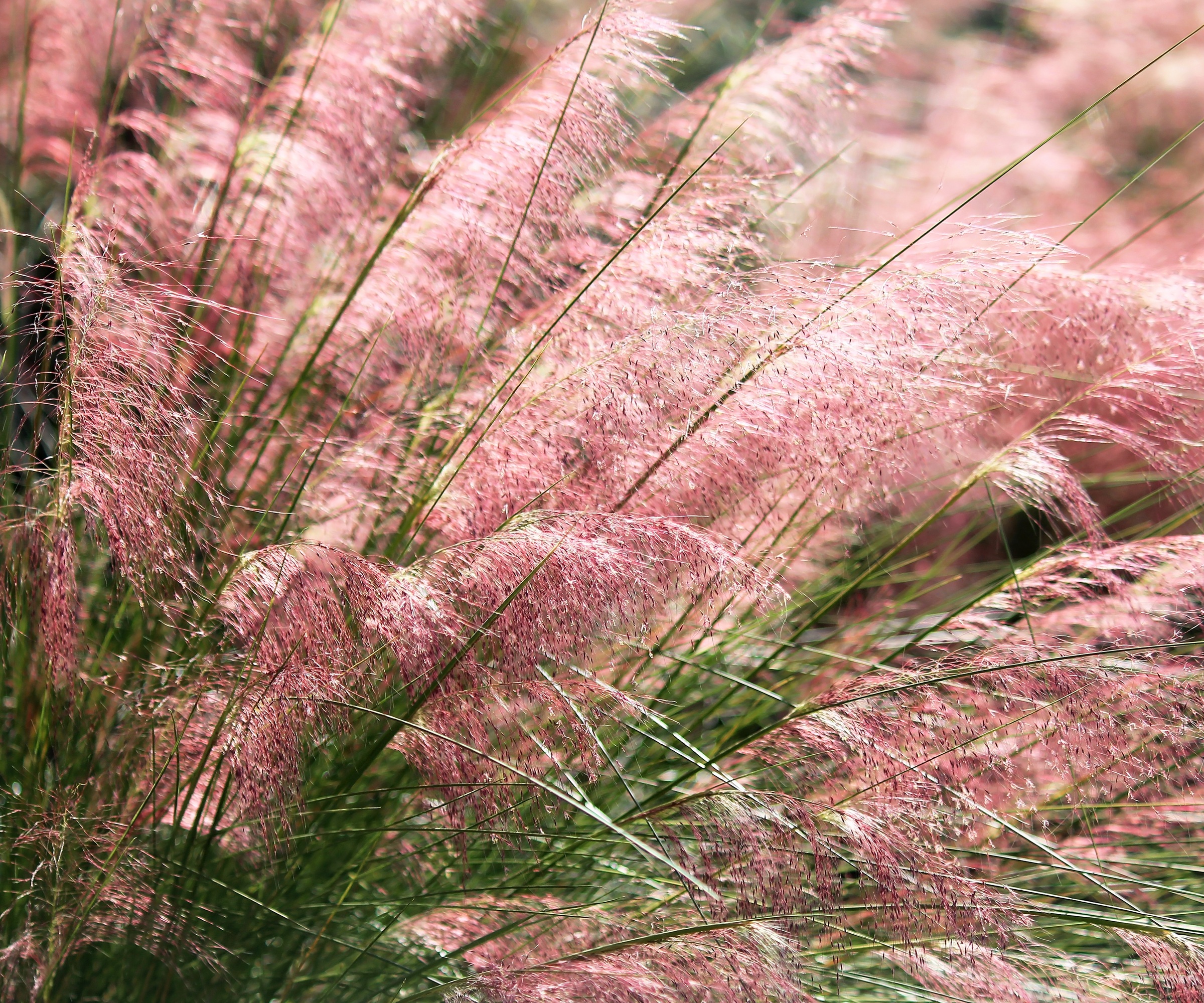 Pink Muhly Grass, Muhlenbergia capillaris