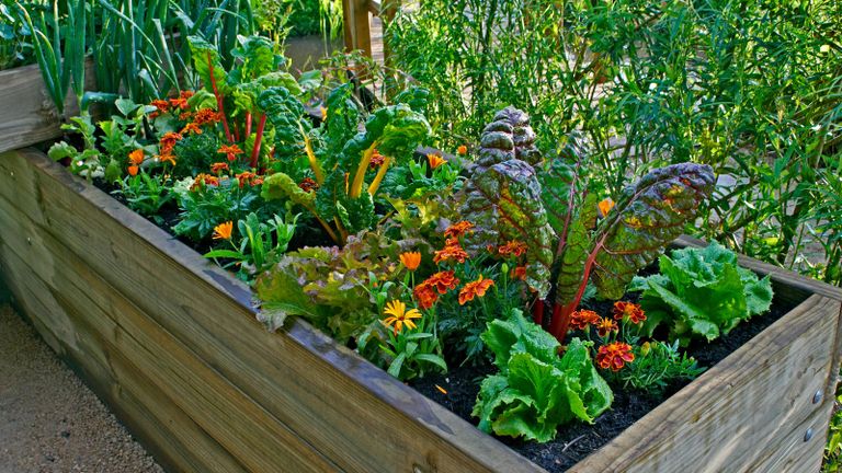 A crop rotation raised bed of vegetables and flowers in a urban garden including chard and nasturtium
