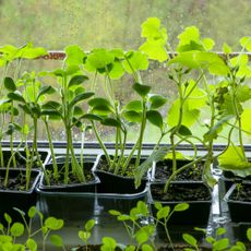 leggy vegetable seedlings on a rainy windowsill