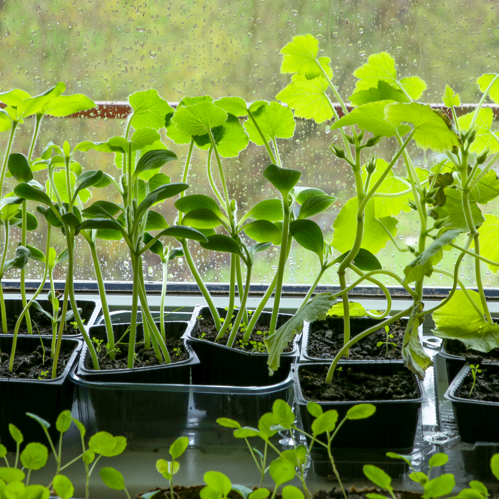 leggy vegetable seedlings on a rainy windowsill 