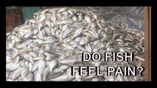 A photograph of a mountain of dead fish, overlaid with text reading "Do fish feel pain?"