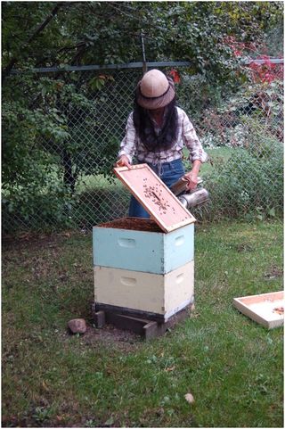 Marla Spivak inspecting honeybee colonies at the University of Minnesota.