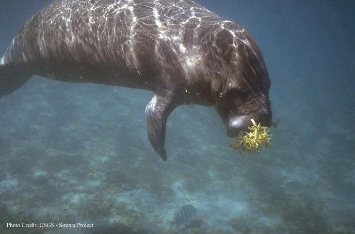 A manatee munching down on some sargassum.