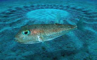 Pufferfish Artist Crafts Intricate Sand Wheel in Captivating