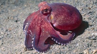 Most unusual pets - Octopus