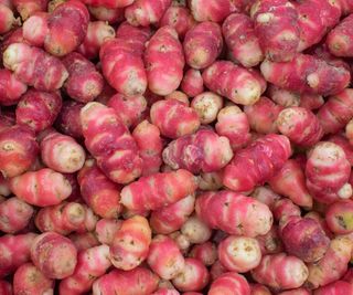 A harvest of red oca tubers