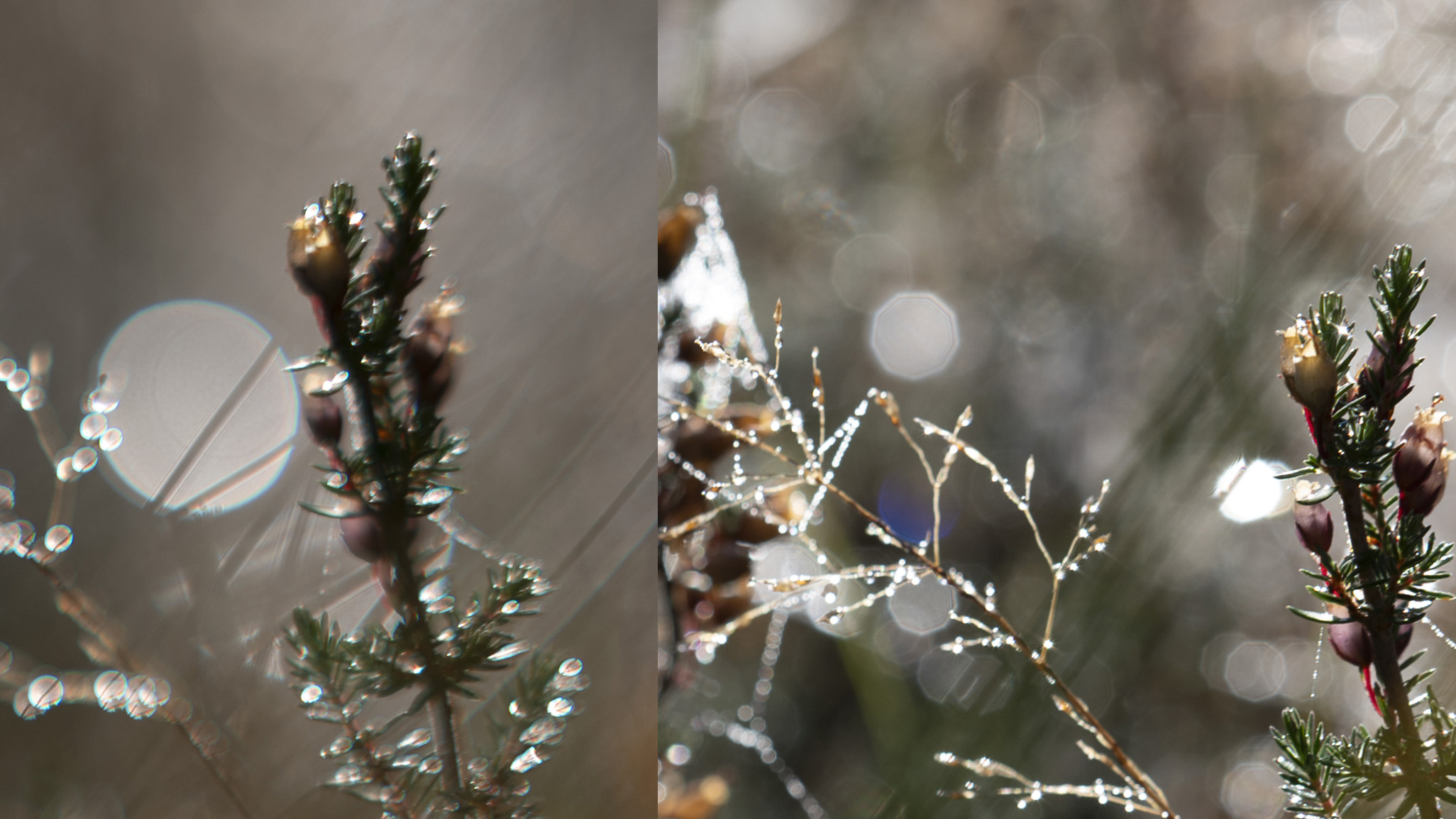 Backlit heather and dew-covered grass closeup