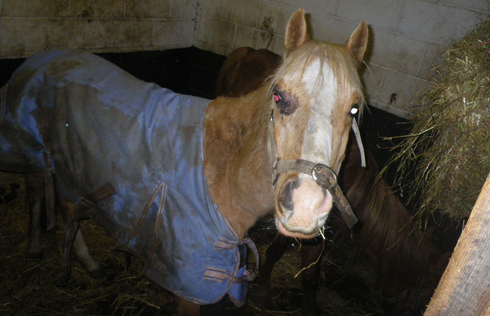 Pally-the-horse.jpg