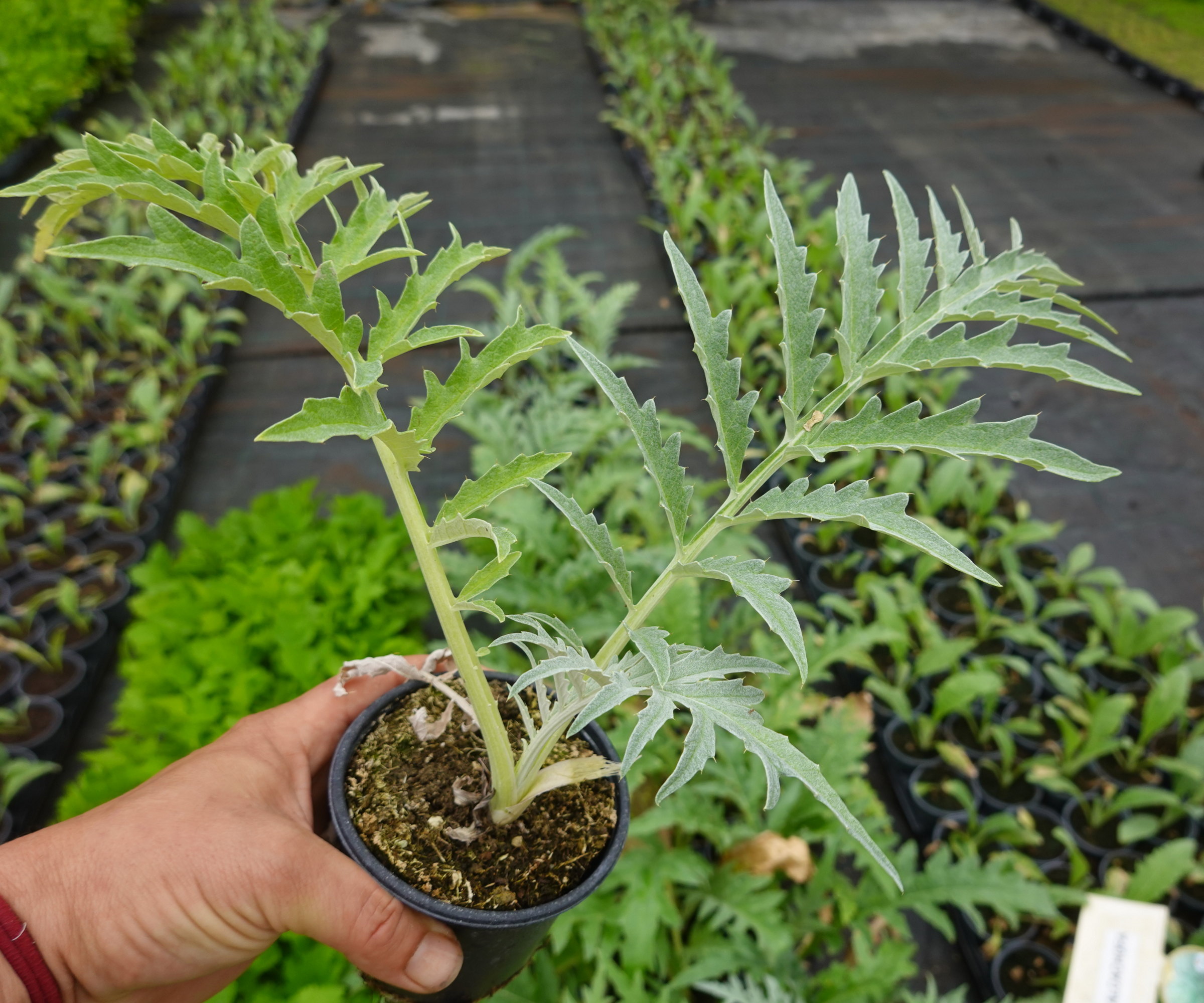 A gardener holding a young cardoon seedlings