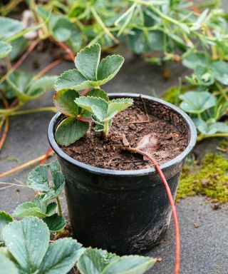Strawberry runners planted in pots