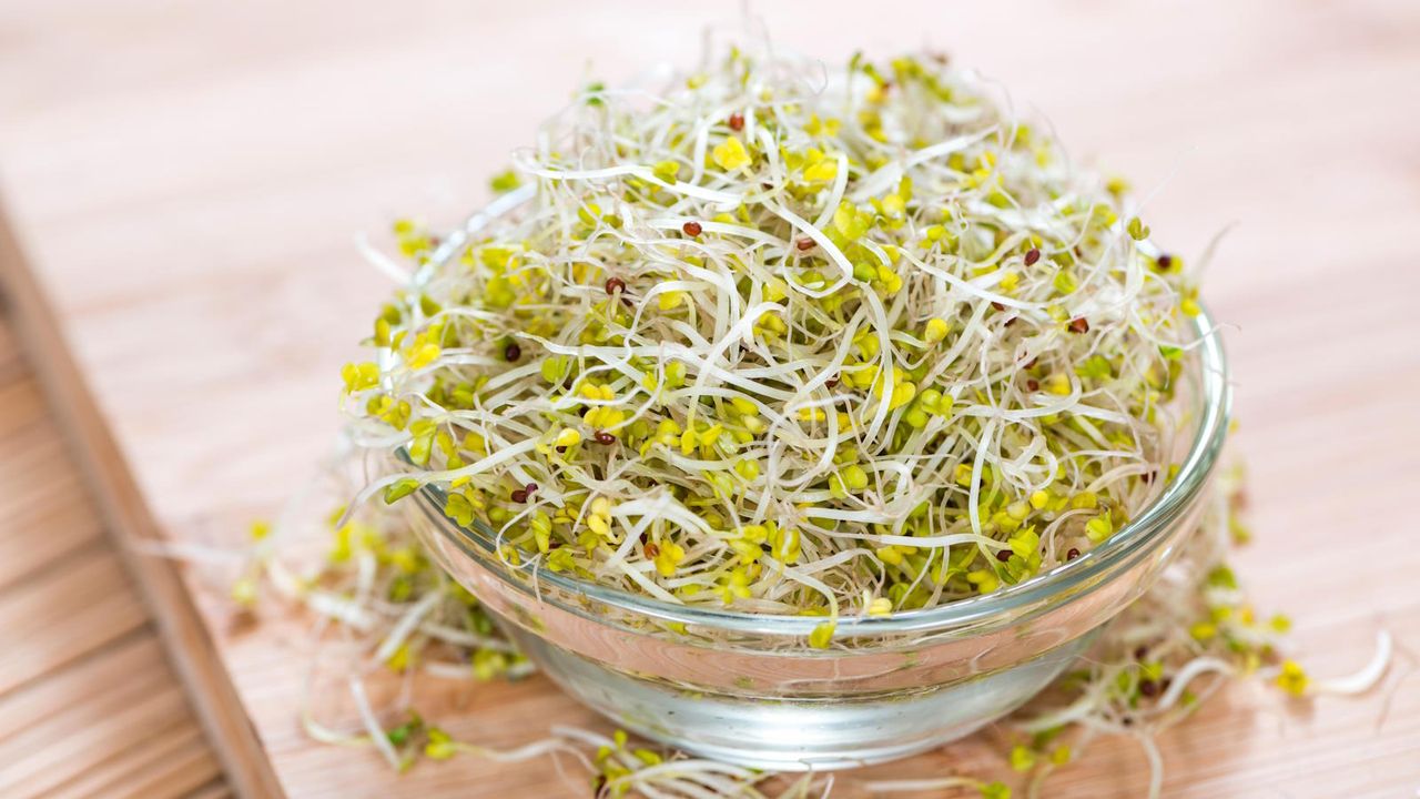 Bowl with harvested broccoli sprouts