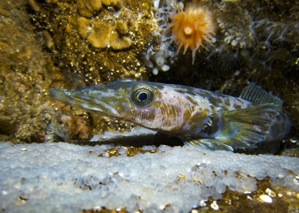 A dragonfish and eggs on the Antarctic reef floor.