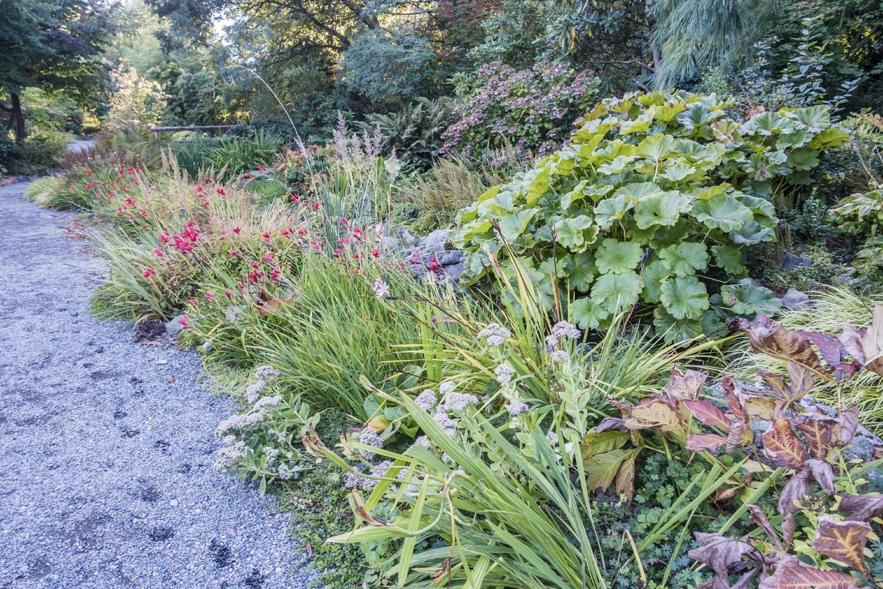 Plants And Flowers Along Pathway