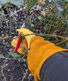 Pruning roses with thornproof gardening gloves